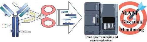 Rapid Mass Spectrometry-Based Multiattribute Method for Glycation Analysis with Integrated Afucosylation Detection Capability.