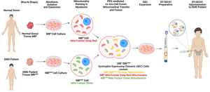 Chimeric Cell Therapy Transfers Healthy Donor Mitochondria in Duchenne Muscular Dystrophy.