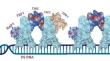 TRF1 and TRF2: pioneering targets in telomere-based cancer therapy.