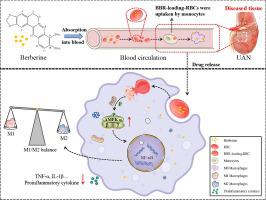 Kidney targeting and modulating macrophage polarization through AMPK signaling: Therapeutic mechanism of berberine in uric acid nephropathy.