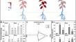 Cascading Effects of Boron Application Methods on Nutrient Distribution and Metabolite Profiles in Pear Trees