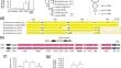 Exploring the cooperation between nitrogen-fixing and non-fixing alfalfa rhizobia