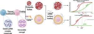 Realizing time-staggered expression of nucleic acid-encoded proteins by co-delivery of messenger RNA and plasmid DNA on a single nanocarrier.