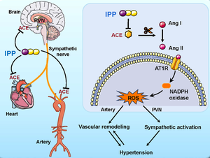 Ile-Pro-Pro attenuates sympathetic activity and hypertension.