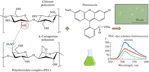 Fluorescein Binding with Chitosan and a Chitosan-Based Polyelectrolyte Complex in Aqueous Solutions