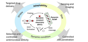 Biodynamers: applications of dynamic covalent chemistry in single-chain polymer nanoparticles.