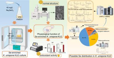 Accumulation and metabolism of selenium in the rare yeast Kazachstania unispora during the selenium enrichment process