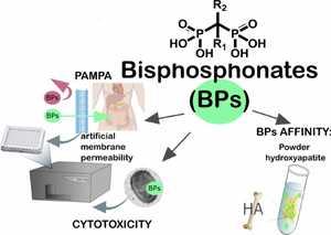 Determination of bisphosphonate properties in terms of bioavailability, bone affinity, and cytotoxicity.