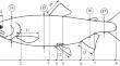 A New Species of Pacific Salmon—Rosy Salmon Oncorhynchus gorbuschka sp. nova: Description and Genesis of the Taxon