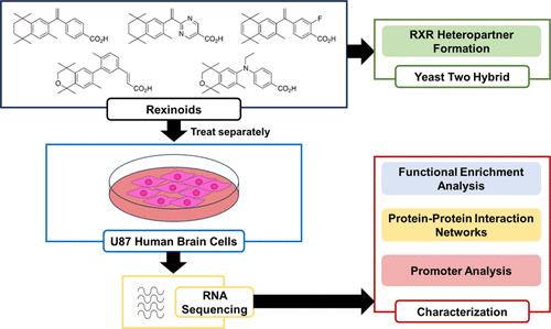 Rexinoids Induce Differential Gene Expression in Human Glioblastoma Cells and Protein-Protein Interactions in a Yeast Two-Hybrid System.