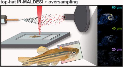 Oversampling for Enhanced Spatial Resolution of Zebrafish by Top-Hat IR-MALDESI-MSI.