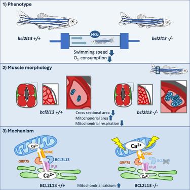 BCL2L13 at Endoplasmic Reticulum-Mitochondria Contact Sites Regulates Calcium Homeostasis to Maintain Skeletal Muscle Function