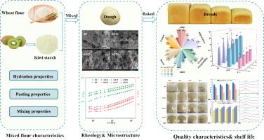 Partial substitution of wheat flour with kiwi starch: Rheology, microstructure changes in dough and the quality properties of bread