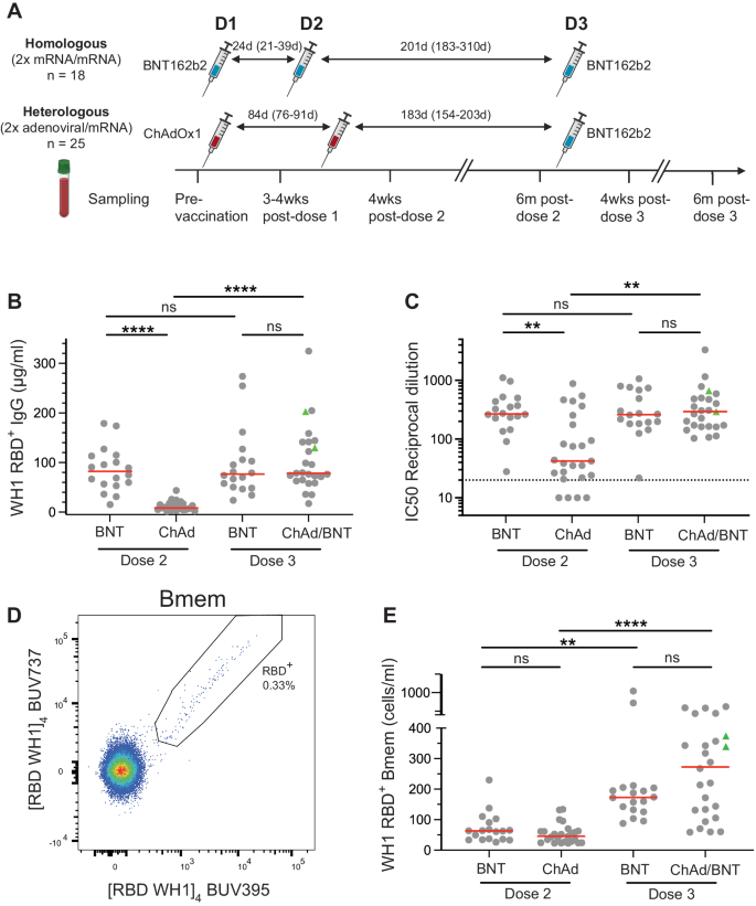 Homologous but not heterologous COVID-19 vaccine booster elicits IgG4+ B-cells and enhanced Omicron subvariant binding.