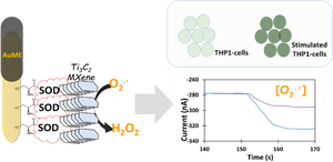 Real-time monitoring of cellular superoxide anion release in THP-1 cells using a catalytically amplified superoxide dismutase–based microbiosensor