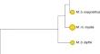 Restructuring of Skull Modularity Pattern in Evolution Within Myotis myotis–Myotis blythii Species Group (Vespertilionidae, Chiroptera, Mammalia)