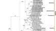 Taxonomic reinvestigation of Favolus in the Neotropics utilizing morphological and multigene phylogenetic analyses