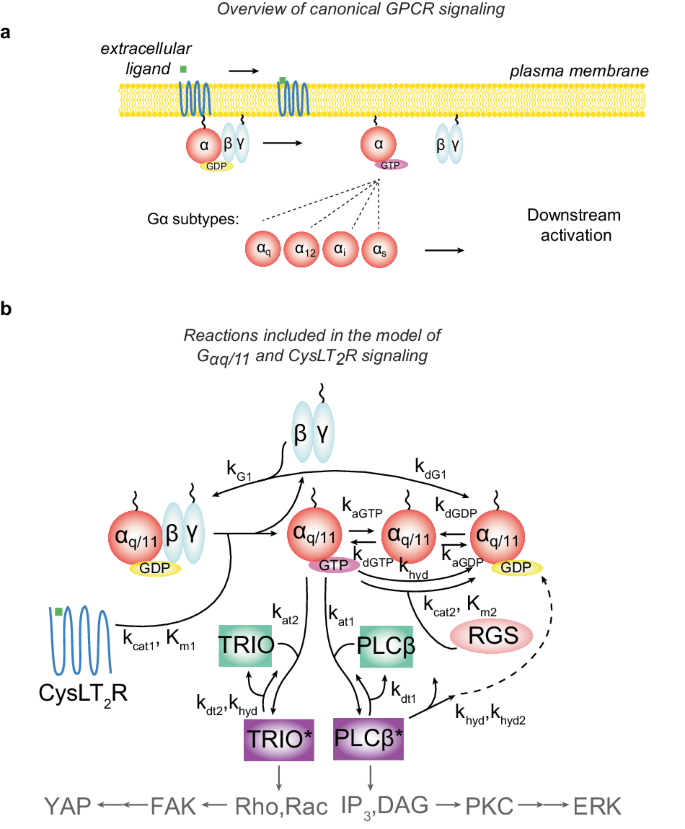 Systems modeling of oncogenic G-protein and GPCR signaling reveals unexpected differences in downstream pathway activation.