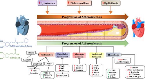 Caffeic acid and its derivative caffeic acid phenethyl ester as potential therapeutic compounds for cardiovascular diseases: A systematic review