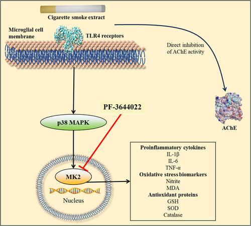 MK2 inhibitor PF-3644022 shows protective effect in mouse microglial N9 cell line induced with cigarette smoke extract