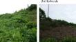 Herbicide management of roadside kudzu (Pueraria lobata) vegetation doubles soil nitrification and nitrate leaching rates