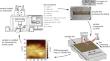 Atomic Force Microscopy of Transfer Film Development