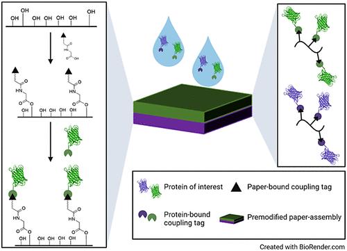 Tailor-Made Bioactive Papers by Site-Specific and Orthogonal Covalent Immobilization of Proteins