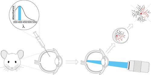 In Vivo Optogenetic Manipulation of Transgene Expression in Retinal Neurovasculature