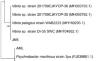 Characterization of Extracellular Polymeric Substances from Biofilm-Forming Marine Bacteria from the Arabian Sea, India