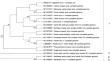 Coding genome of a novel potyvirus, hogweed virus Y (HogVY)