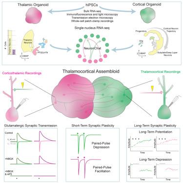 Synaptic plasticity in human thalamocortical assembloids.