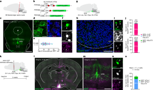 Adaptation to photoperiod via dynamic neurotransmitter segregation