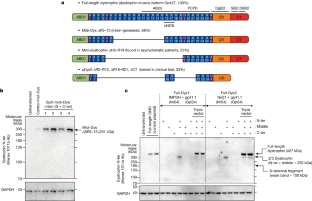 Split intein-mediated protein trans-splicing to express large dystrophins