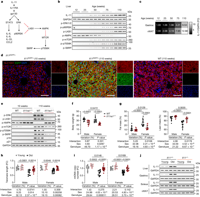 Inhibition of IL-11 signalling extends mammalian healthspan and lifespan