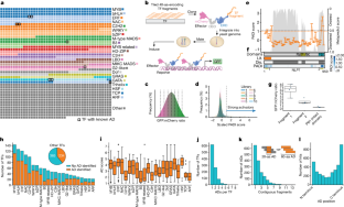 Identification of plant transcriptional activation domains