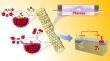 Defect Engineering and Carbon Supporting to Achieve Ni-Doped CoP3 with High Catalytic Activities for Overall Water Splitting