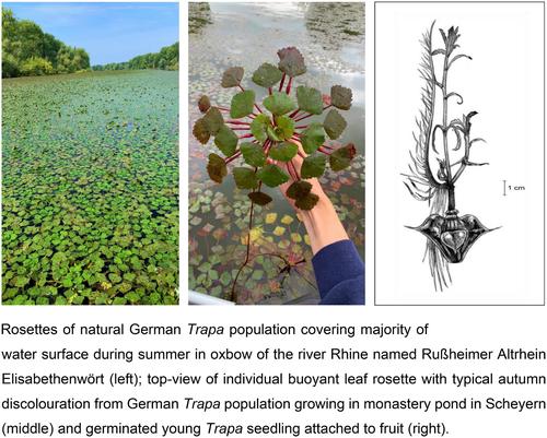 International Biological Flora: Trapa natans†