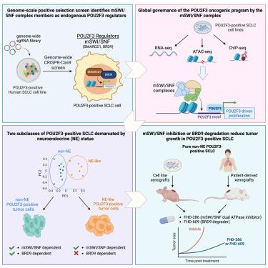 Mammalian SWI/SNF complex activity regulates POU2F3 and constitutes a targetable dependency in small cell lung cancer