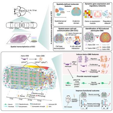 A spatiotemporal molecular atlas of mouse spinal cord injury identifies a distinct astrocyte subpopulation and therapeutic potential of IGFBP2