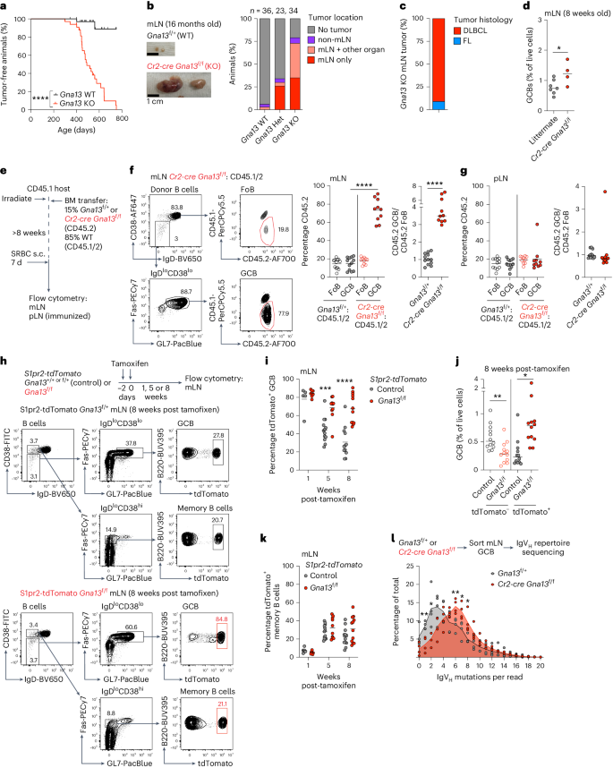 Gα13 restricts nutrient driven proliferation in mucosal germinal centers