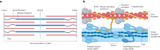 Functional control of myosin motors in the cardiac cycle.