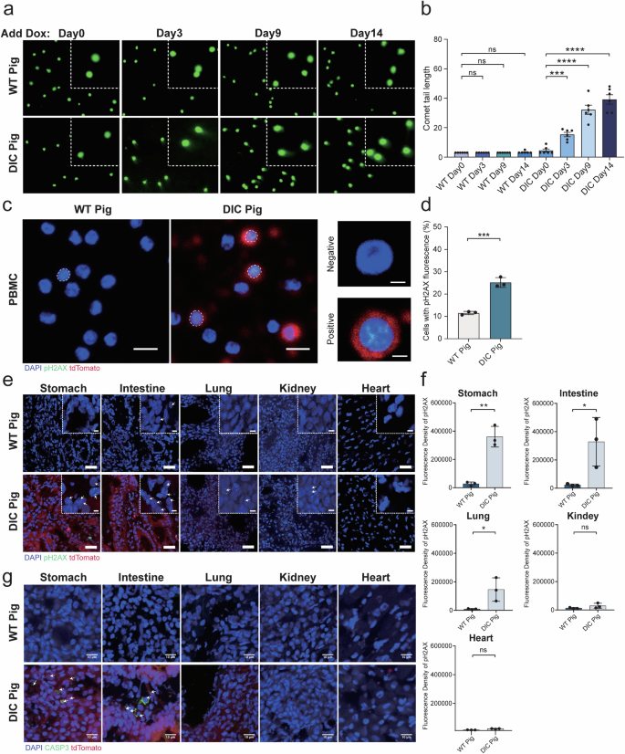 In vivo evaluation of guide-free Cas9-induced safety risks in a pig model.