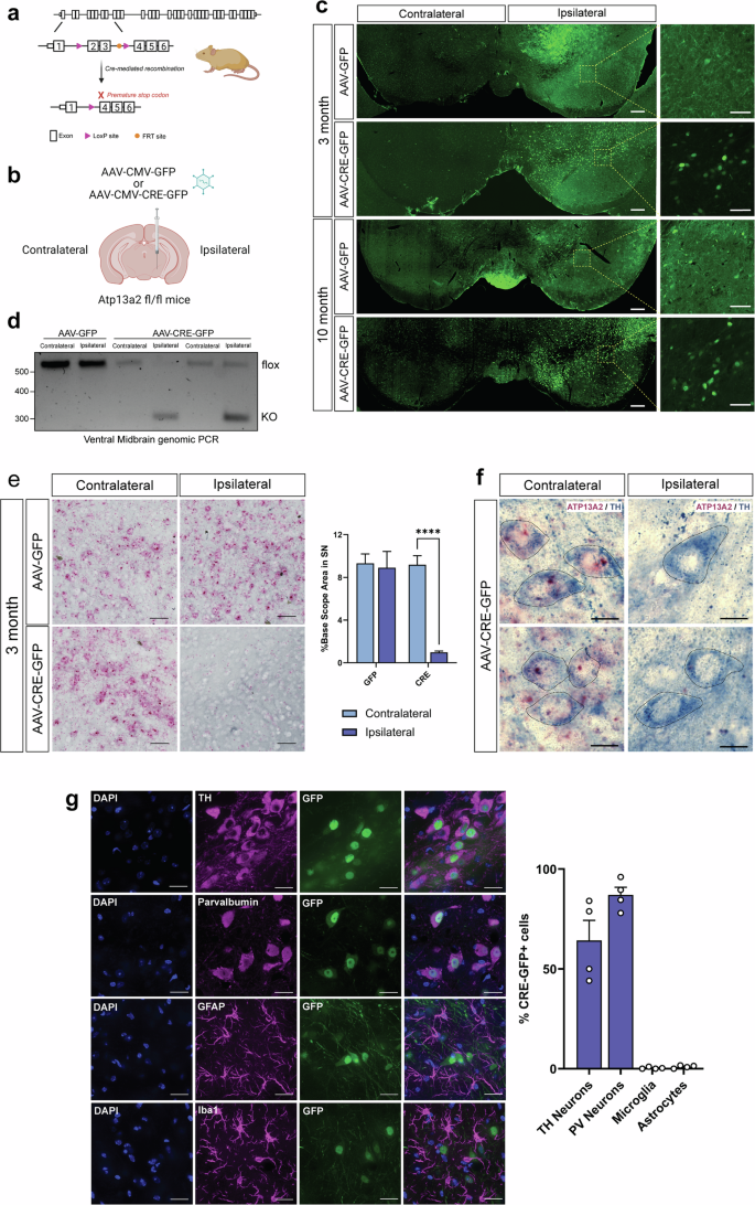 Adult-onset deletion of ATP13A2 in mice induces progressive nigrostriatal pathway dopaminergic degeneration and lysosomal abnormalities.