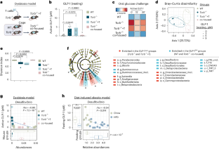 Hydrogen sulfide produced by the gut microbiota impairs host metabolism via reducing GLP-1 levels in male mice