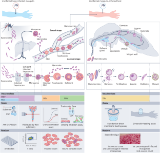 Malaria vaccines: a new era of prevention and control.