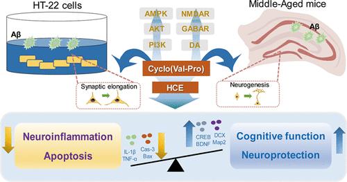 Hydrolyzed Chicken Meat Extract and Its Bioactive Cyclopeptides Protect Neural Function by Attenuating Inflammation and Apoptosis via PI3K/AKT and AMPK Pathways.