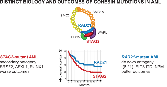 Subunit-specific analysis of cohesin-mutant myeloid malignancies reveals distinct ontogeny and outcomes