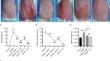 Mangiferin can alleviate atopic dermatitis-like responses in mice and HaCaT cells