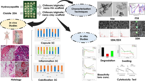 Nanoclay and nano-hydroxyapatite chitosan-based scaffold for bone regeneration: Morphological, spectral, structural, thermal, in vitro, and in vivo studies