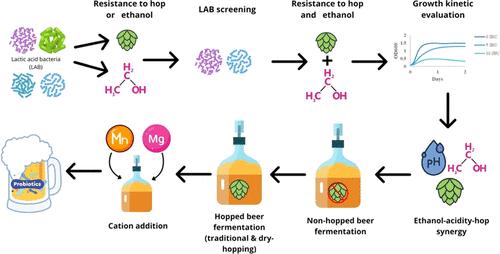 Enhancing Probiotic Viability in Beer Fermentation: Selection of Stress-Resistant Lactic Acid Bacteria and Alternative Approaches